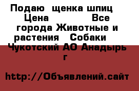 Подаю. щенка шпиц  › Цена ­ 27 000 - Все города Животные и растения » Собаки   . Чукотский АО,Анадырь г.